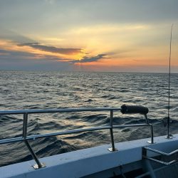 今期初イカメタル！