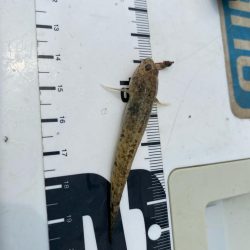 シロギスタ:ようやく通常運行？