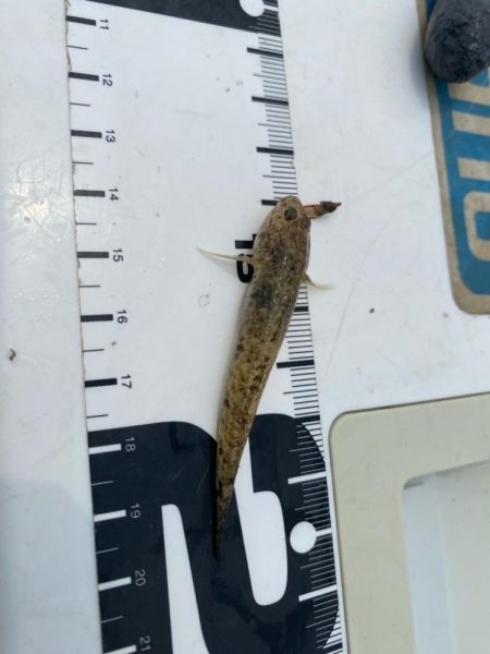 シロギスタ:ようやく通常運行？