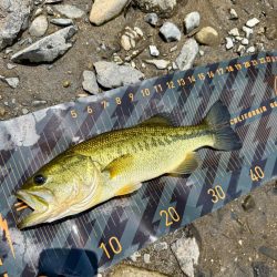 夏といえば…⁇☀️