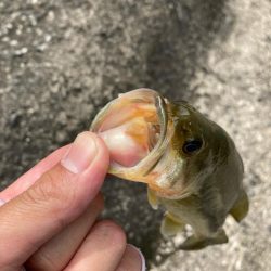 夏のタフったバスにはロングワーム