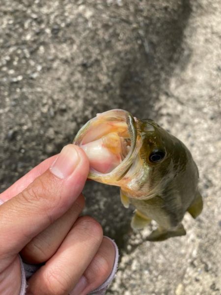 夏のタフったバスにはロングワーム