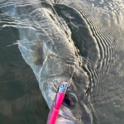 リバーシーバス