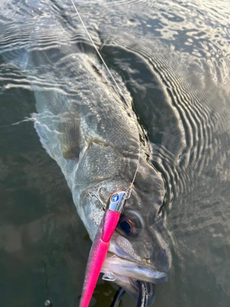 リバーシーバス