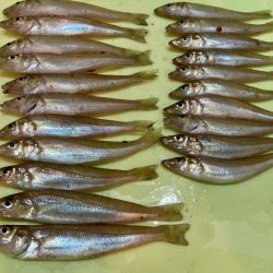 フグ少なし、キス多し。