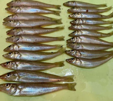 フグ少なし、キス多し。