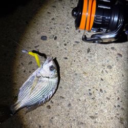 チニングとライトゲーム