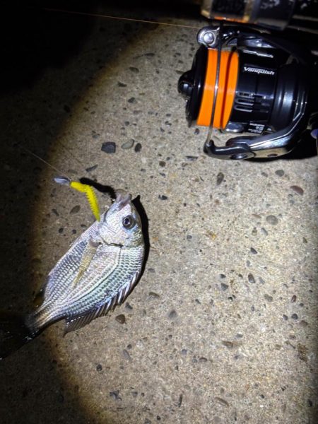 チニングとライトゲーム