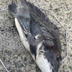 南港ヘチ釣り