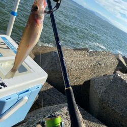 シロギスタ:棚からボタグレ