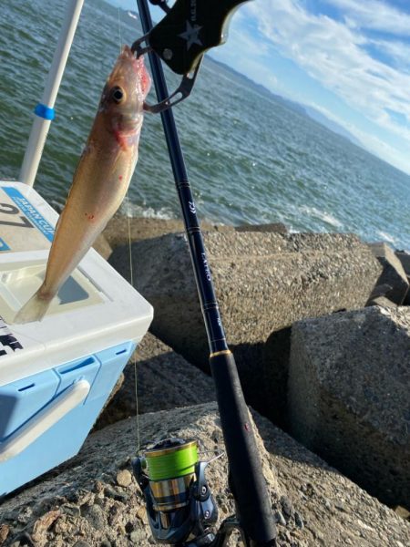 シロギスタ:棚からボタグレ