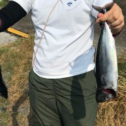 メジカ探しの旅