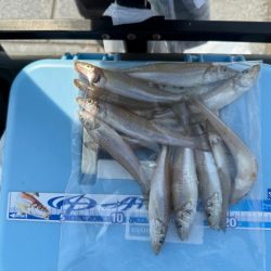 ちょい投げ シロギス釣り