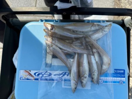 ちょい投げ　シロギス釣り