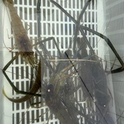 初めてのテナガエビ釣り