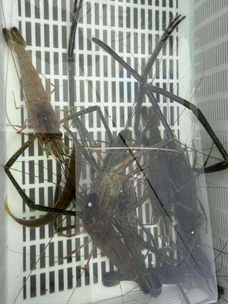 初めてのテナガエビ釣り