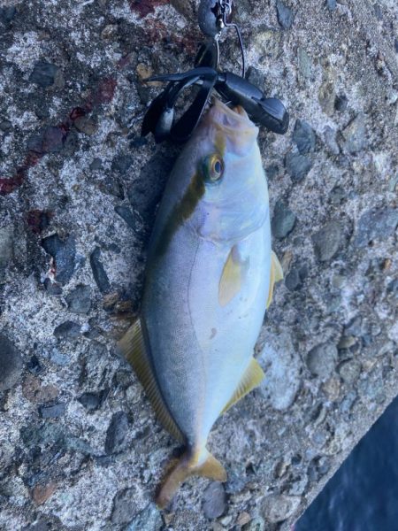 仕事前キジハタ狙い！