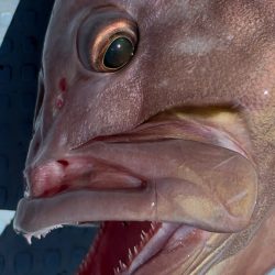 根魚/落とし込み