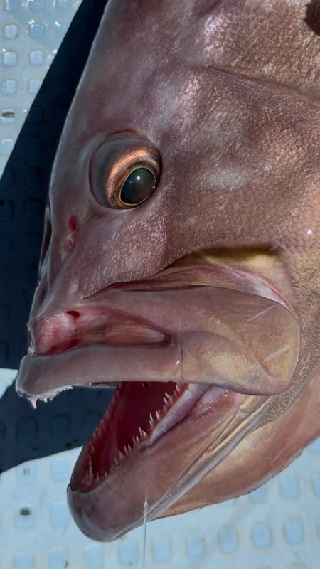 根魚/落とし込み