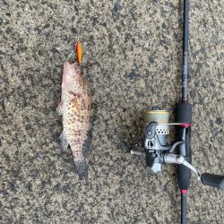 アジング&マイクロジギング