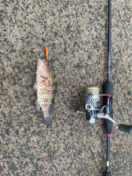 アジング&マイクロジギング