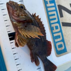 波高移動のシロギスタ