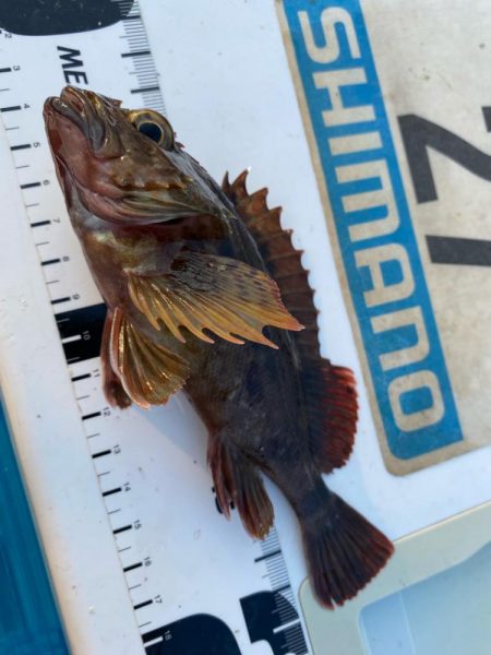 波高移動のシロギスタ