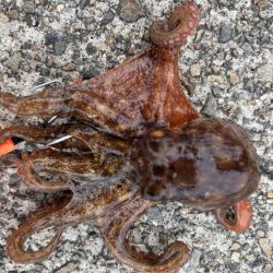 ショアタコ　13