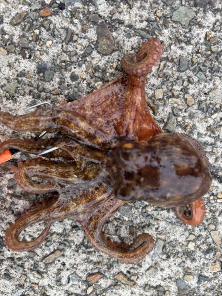 ショアタコ　13