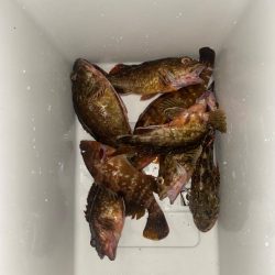 カサゴとキジハタ