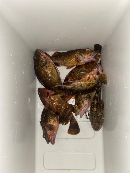 カサゴとキジハタ