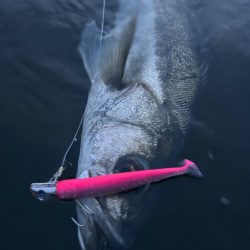 リバーシーバス