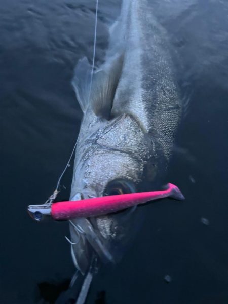 リバーシーバス