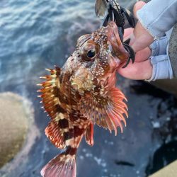 ロックフィッシュゲーム