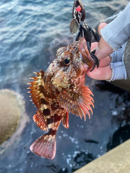 ロックフィッシュゲーム