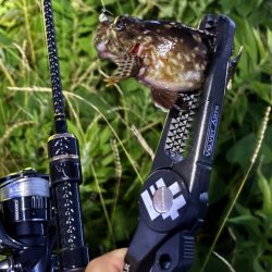 ガシラマンション発見