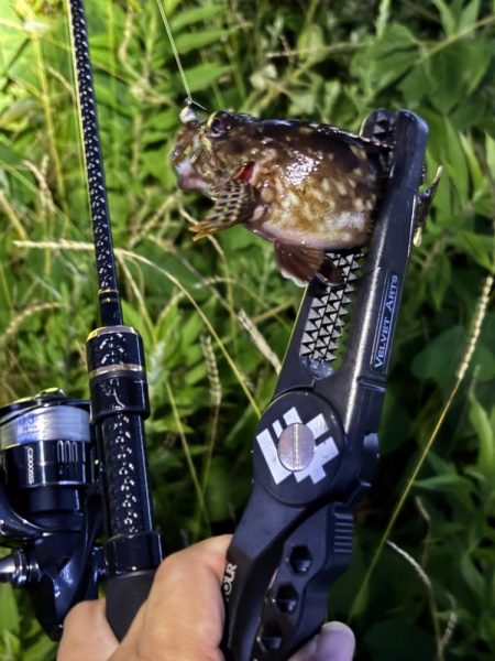 ガシラマンション発見