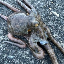 デイアコウがんばる・・・アコウ4