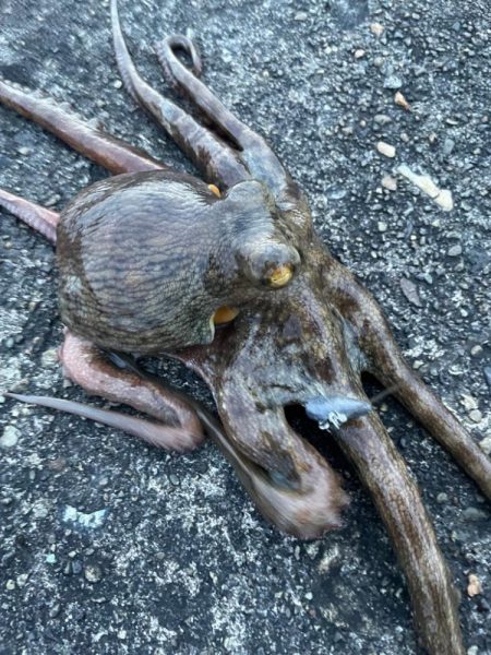 デイアコウがんばる・・・アコウ4