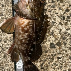 ライトワインド