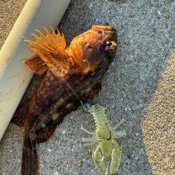 ロックフィッシュ