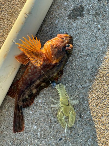 ロックフィッシュ