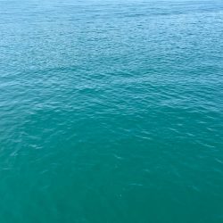 小浜新港ガラガラということは…