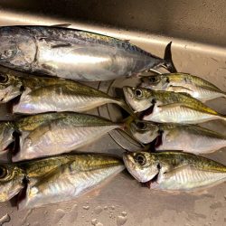 ソウダガツオと良型アジ