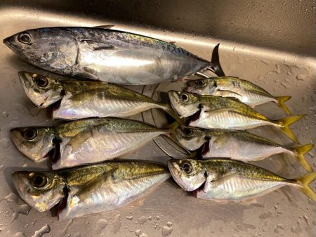 ソウダガツオと良型アジ