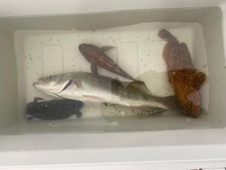 シーバスと根魚