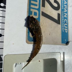 シロギスタ:短時間でボチボチと