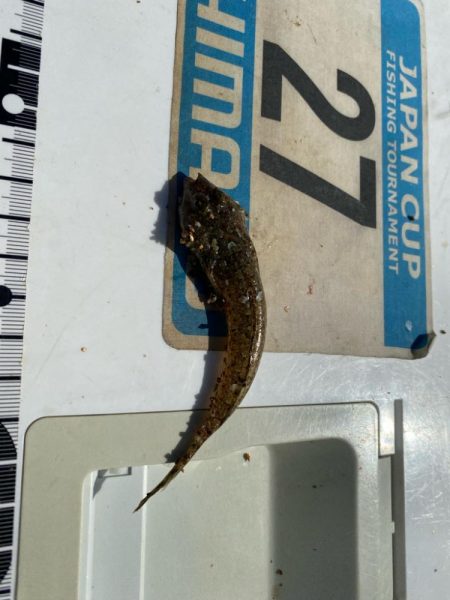 シロギスタ:短時間でボチボチと