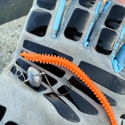 ロックフィッシュ