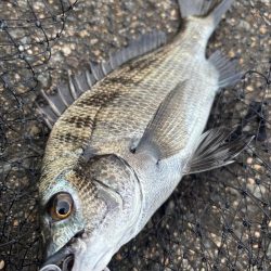 ヘチってきました